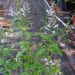 Tall Skullcap